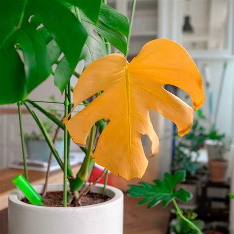 monstera turning yellow and brown|Monstera Yellow Leaves: 10 Most Common Causes